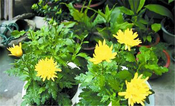 盆栽菊花養(yǎng)護，菊花種植注意事項知多少