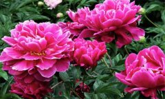 盆栽芍藥花的養(yǎng)殖方法 盆栽芍藥花怎么養(yǎng)？