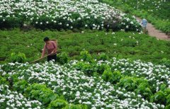 白芍種植技術(shù)、方法與主要步驟