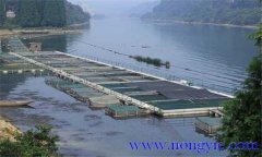 魚類氨氮中毒、藥害及泛塘的差別及解救方法