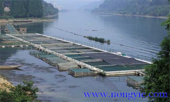 魚類氨氮中毒、藥害及泛塘的差別及解救方法
