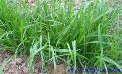 畜牧草有哪幾種？各有什么特點與生產(chǎn)優(yōu)勢？