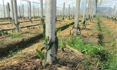 火龍果種植方法及肥水、土壤管理重點(diǎn)