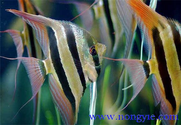 神仙魚(yú)能長(zhǎng)多大，神仙魚(yú)怎么飼養(yǎng)