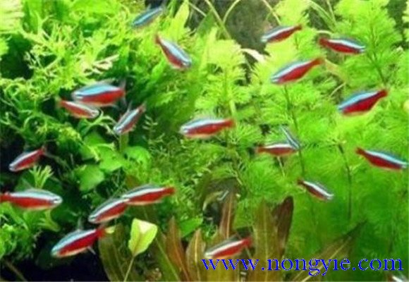 紅綠燈魚怎么養(yǎng)，紅綠燈魚的仔魚如何管理