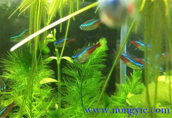 紅綠燈魚的壽命多長，紅綠燈魚養(yǎng)殖環(huán)境要求