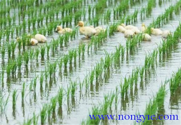稻田養(yǎng)鴨技術要點