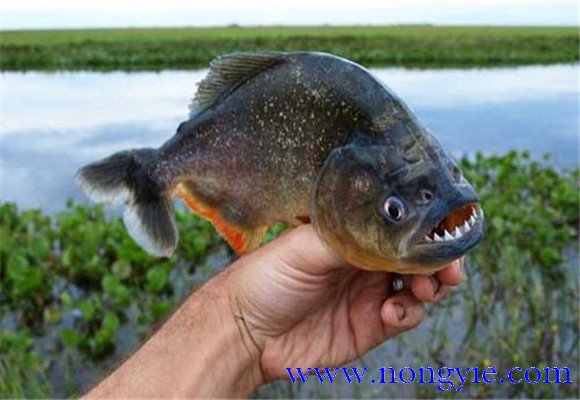 虎魚壽命有多長？