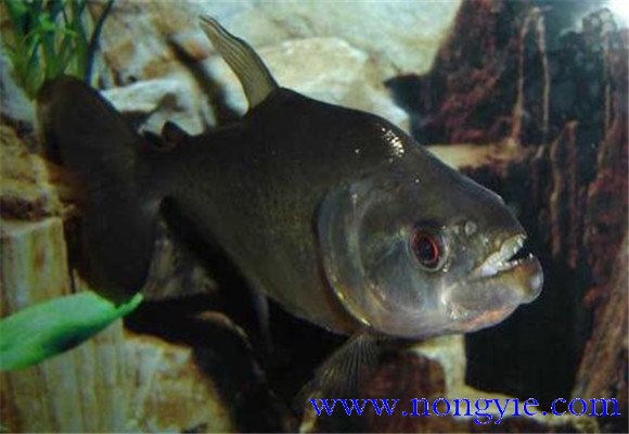 虎魚怎么養(yǎng)最好？