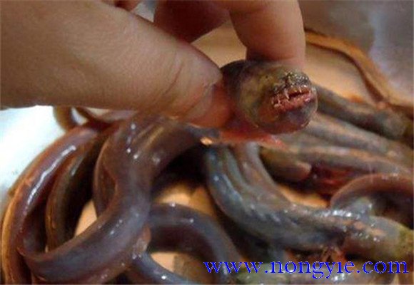 紅狼牙鰕虎魚能吃嗎？