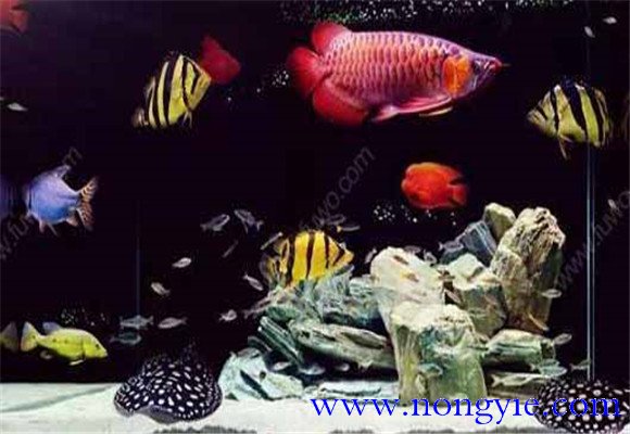 虎魚能和龍魚混養(yǎng)嗎？