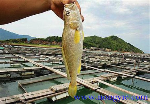 黃花魚能人工養(yǎng)殖嗎？