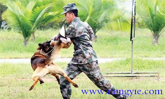 因犬制宜，區(qū)別對待的原則