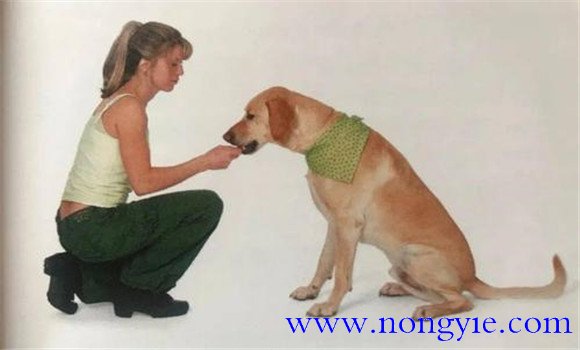 訓練犬的基本方法主要有哪些