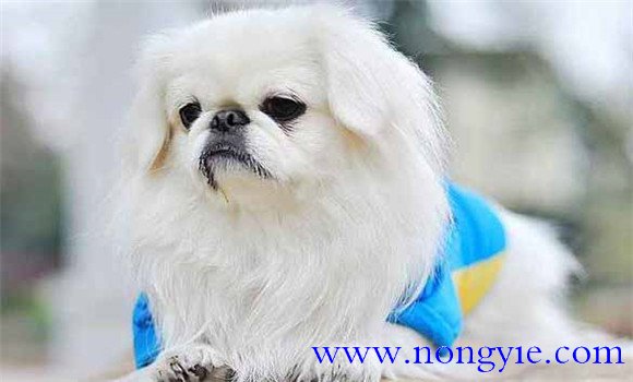 北京犬有何外貌特征和生活、性格特征