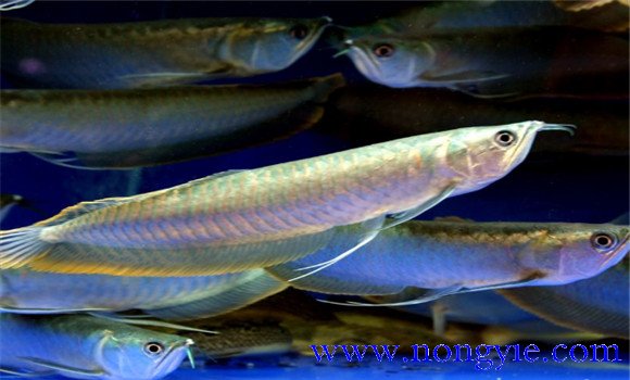 銀龍魚能長多大？