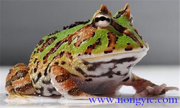 角蛙的飼養(yǎng)方法，角蛙如何飼養(yǎng)