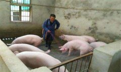 豬偽狂犬病的癥狀、危害及診斷要點(diǎn),怎么治療