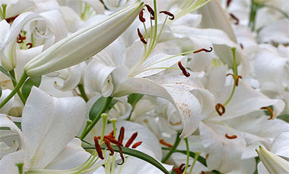 百合