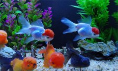 熱帶魚對(duì)水溫的要求，對(duì)水質(zhì)有哪些特殊要求