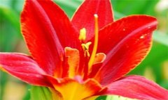 紅花的功效與作用 紅花的營養(yǎng)、功效、用法
