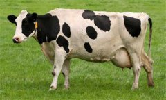 奶牛乳房炎久治不愈怎么辦：試試這幾個辦法！