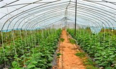 溫室黃瓜種植技術(shù)和管理新方法，共分五步驟