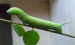 菜青蟲防治技術(shù)要點(diǎn) 有何危害？