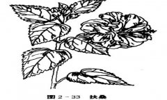 扶?；ㄔ趺答B(yǎng)，盆栽扶?；ㄔ趺答B(yǎng)才能開(kāi)好花