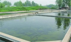 什么樣的魚(yú)塘適合培育魚(yú)苗？