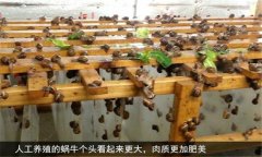蝸牛怎么養(yǎng) 人工蝸牛養(yǎng)殖應(yīng)注意哪些問題？