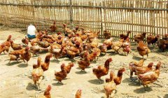 雞傳染性鼻炎的癥狀、病原及治療方法