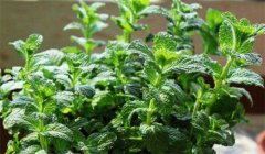留蘭香種植方法簡介，怎樣栽培留蘭香