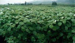 苧麻種植技術(shù)，冬季怎樣培育苧麻