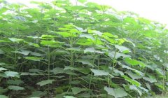 怎樣培育泡桐樹苗，培育泡桐樹苗的三種方法