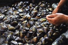 怎樣養(yǎng)珍珠，怎樣進行河蚌育珠
