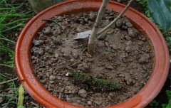 盆栽山茶花養(yǎng)殖關(guān)鍵技術(shù)：如何用土、換盆、澆