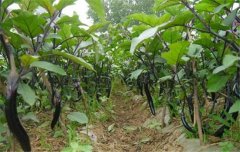 茄子種植時(shí)間和方法：如何育苗、定植等