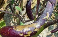 茄子病蟲害防治：茄子綿疫病、褐紋病、地老虎