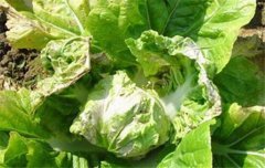 大白菜病蟲害防治：白菜病毒病、霜霉病等