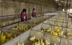 鵝飼養(yǎng)管理要求：雛鵝、小鵝、中鵝的飼養(yǎng)管理