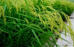 水稻施肥量及比例您知道嗎？水稻要如何施肥？
