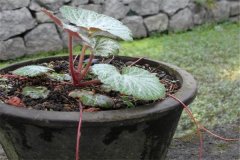 如何盆栽虎耳草，虎耳草盆栽關鍵技術解密