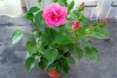 扶桑盆栽關(guān)鍵技術(shù) 重點解析盆栽扶?；ㄈ绾涡藜? /></a>
            <a href=