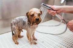 怎樣給犬洗澡，給愛犬洗澡的注意事項(xiàng)