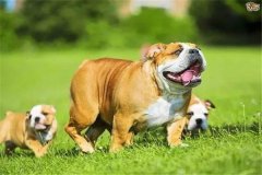 怎樣加強懷孕母犬飼養(yǎng)管理，防止胚胎死亡或流