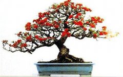火棘如何盆栽？講述火棘種植的那些細(xì)節(jié)問題
