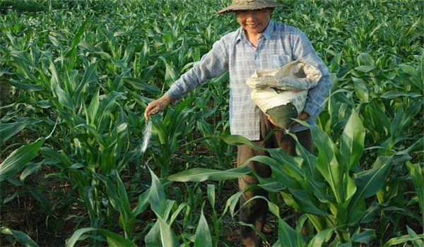 重施磷肥、巧施穗肥