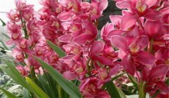 大花蕙蘭什么時(shí)候開花，如何養(yǎng)護(hù)與管理