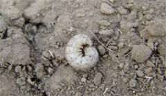 地老虎的防治辦法、習(xí)性與為害特點(diǎn)